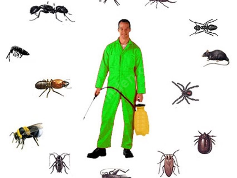Salıpazarı Böcek İlaçlama